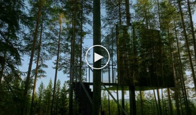 У Швеції здають «невидимий» куб на дереві