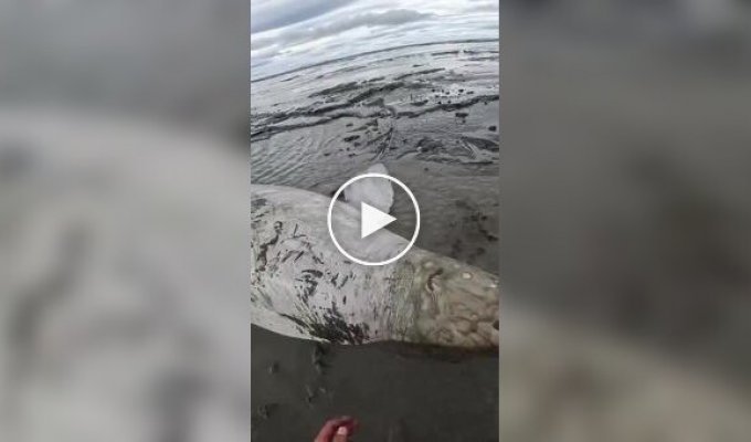 Мужчины спасли выброшенную на мель белуху