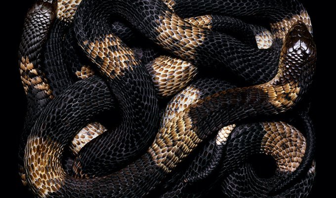 Ядовитые змеи: красивые до жути (15 фото)