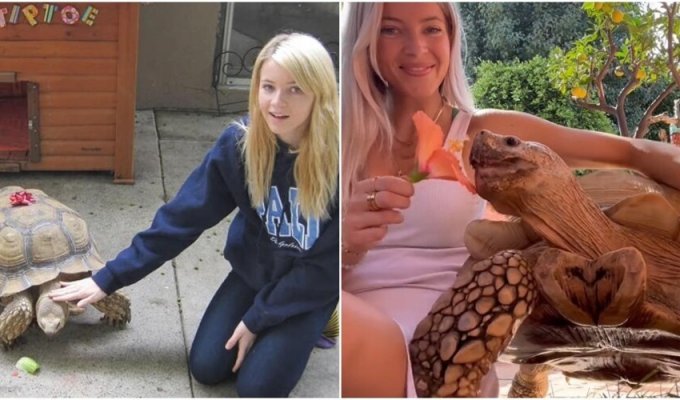 A 22-year-old girl is friends with an African turtle (8 photos)
