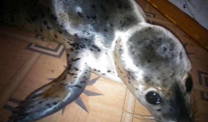На Сахалине после селфи, травли собаками и избиения палками умер детеныш ларги (2 фото)