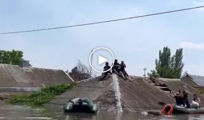 They themselves sit on the roof, but rejoice for saving the cat