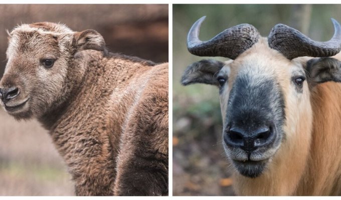 Takin: an unusual highland animal and its golden fleece (14 photos + 1 video)