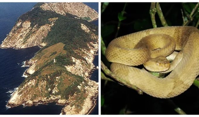 Queimada Grande Island – Territory of Scary Reptiles (7 photos + 1 video)