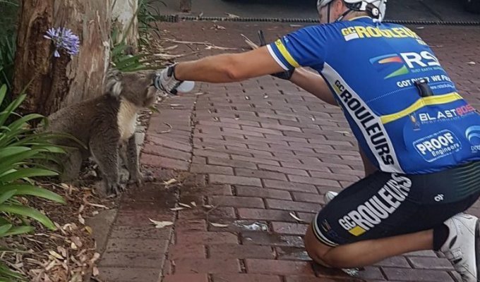 Велосипедист зупинився, щоб дати попити коалі (2 фото)