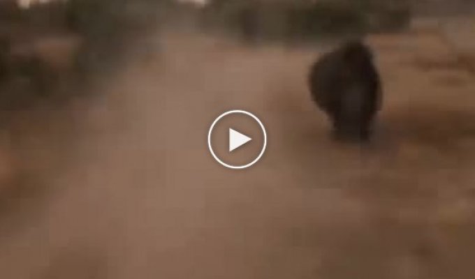 Разъяренный носорог пустился в погоню за группой туристов