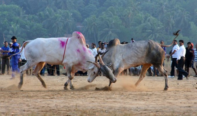 Бои быков в Индии (15 фото)