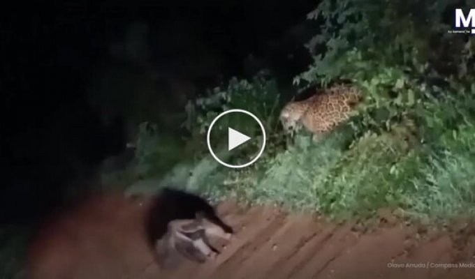 Ягуар атаковал муравьеда в неожиданный момент