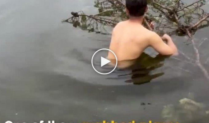 Man saves the life of a drowning koala