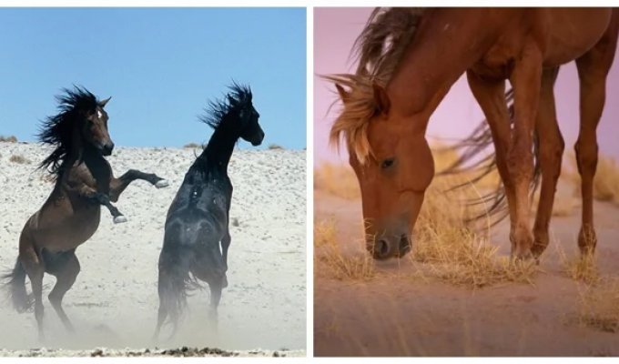 Таємниця диких лордів Наміба (12 фото + 1 відео)