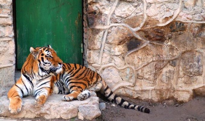 Тигры (8 фото)