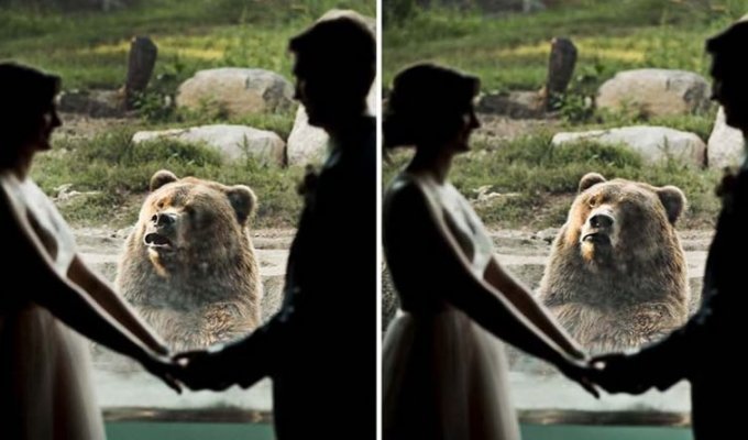 Смешная реакция медведя на фотосессию новобрачных в зоопарке (12 фото)