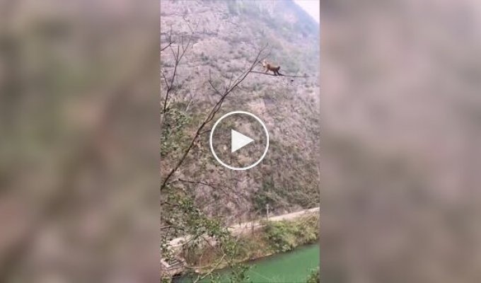 В Таиланде обезьянка показала, что готова на все ради вкусного манго