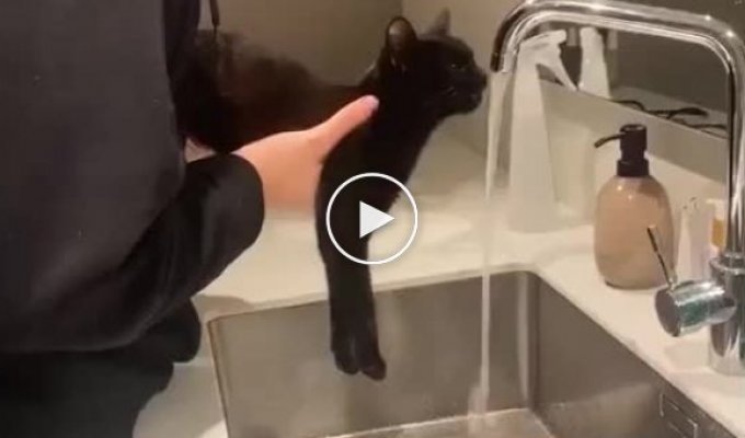 Как восстановить коту запас жидкости вручную