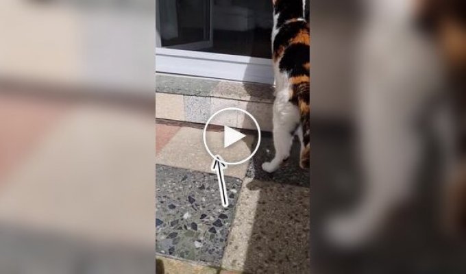 На видео сняли строй бесстрашных мышек, которые пытались пройти мимо кота