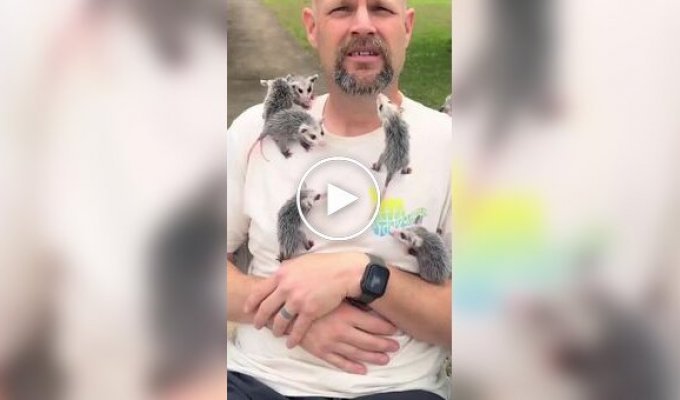 Man raises orphaned opossums