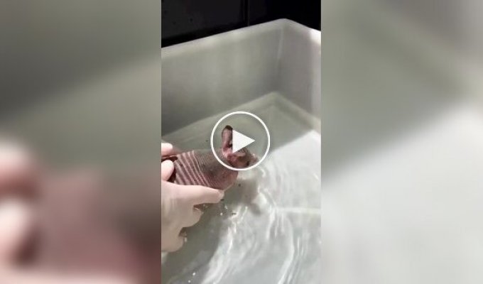 Броненосец полюбил водные процедуры