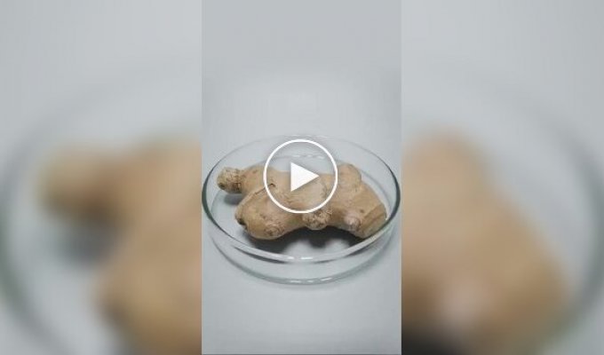 Таймплапс роста различных растений