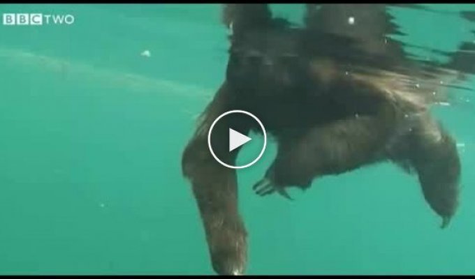 Ленивец в воде