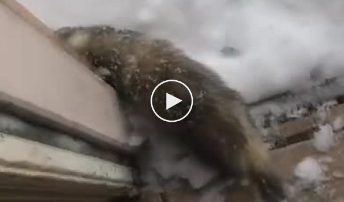 Позитивная реакция домашнего хорька, который впервые увидел снег