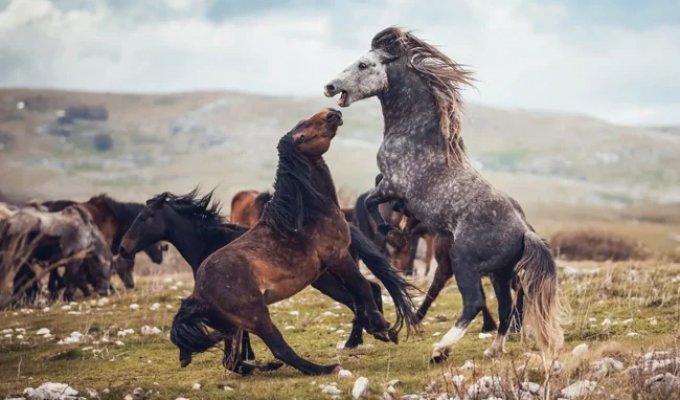 Horses: Where Did They Originate, and Why Did They Leave? (8 Photos)