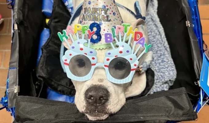 A deaf therapy dog ​​has been working in an American school for seven years (4 photos + 1 video)