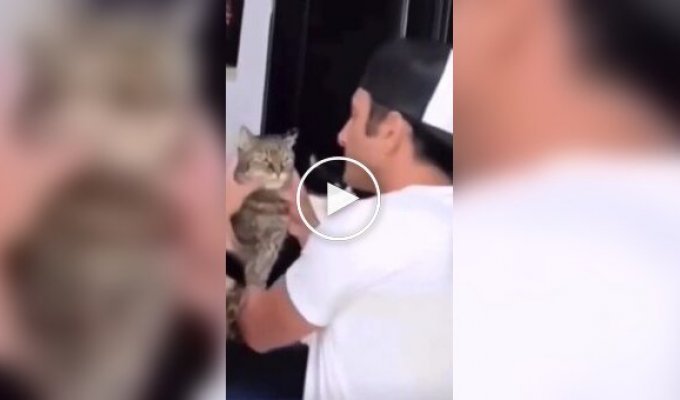 Последний кот тоже готов