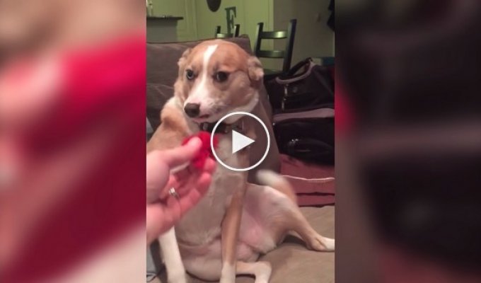 The dog chewed on its owner's things and reacted funny when asked who did it