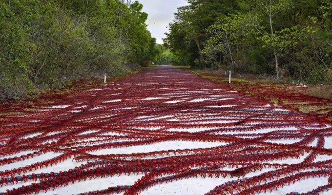 50 million crabs are invading people (5 photos)