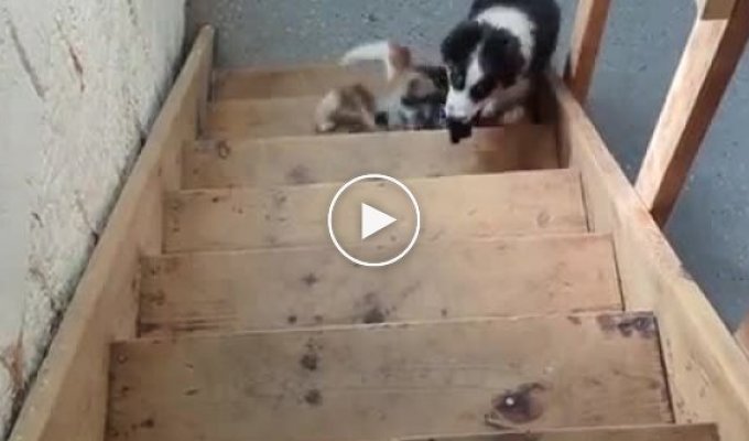 Your dog is broken: funny pet behavior on the stairs