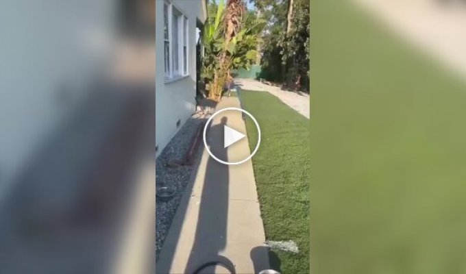 Необычные знакомства домашних питомцев