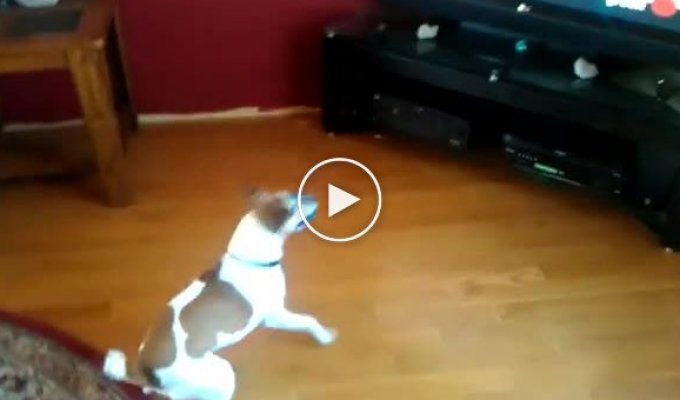 Забавный пес смотрит канал с животными