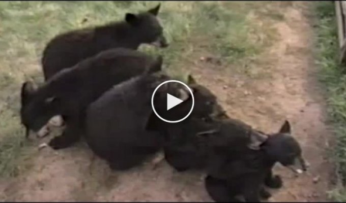 Медведи которые ведут себя как люди