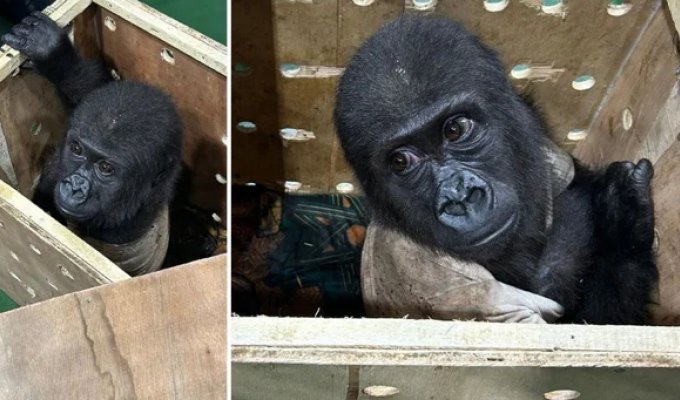 A crate with a baby gorilla was found at the airport in Turkey (6 photos + 1 video)