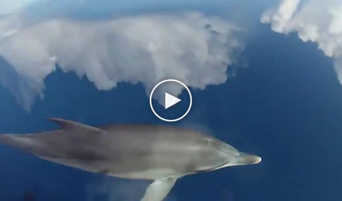 Дельфины плывут по небу