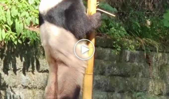 Панда Юбао озадачила посетителей зоопарка