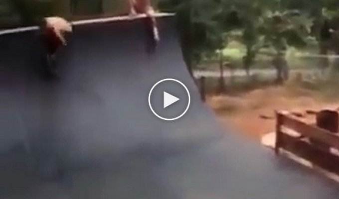 Собака выхватывает скейтборд из под ног во время трюка