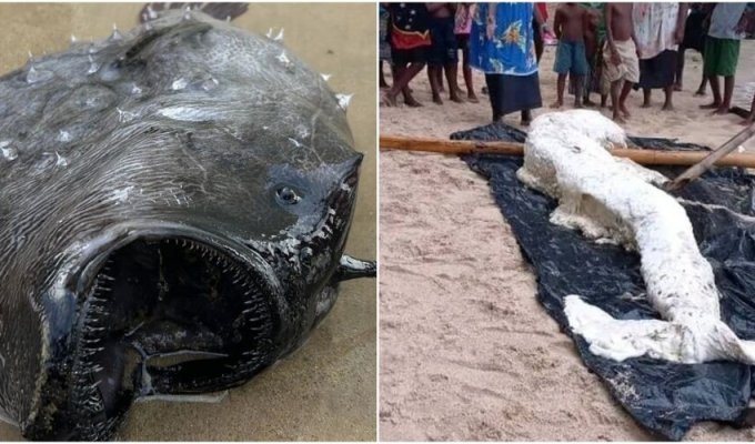 10 creatures that washed ashore in 2023 (11 photos)