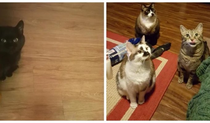 20 cats who developed a pleading look and professionally use this skill (21 photos)