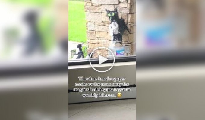 Чучело совы не помогло прогнать настырных птиц