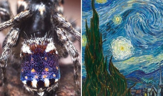 В Австралии найден новый вид паука-скакуна, напоминающий шедевр Ван Гога (8 фото + 1 видео)
