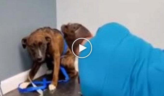Ветеринар который смог договориться с собакой