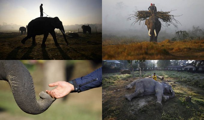 Слоны в национальном парке Читван (20 фото)