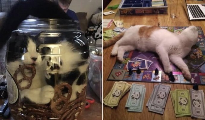 15 typical cat behaviors that will make you laugh and irritate at the same time (16 photos)