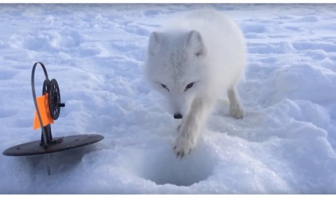 New adventures of the famous impudent Arctic fox (1 photo + 3 videos)