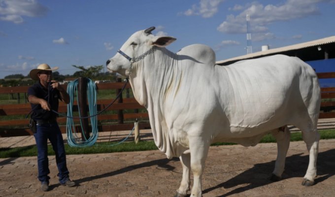 "Накормим весь мир": как выглядит корова стоимостью 4 миллиона долларов (2 фото + 1 видео)