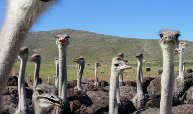 Факты о страусах (16 фото)