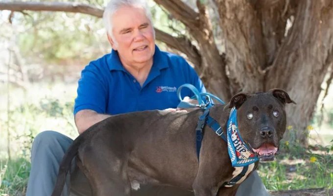 In the US, a blind dog saved a man from a snake (4 photos + 1 video)