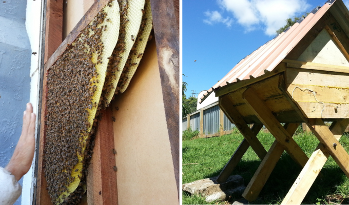 Супруги построили улей и переселили пчел, которых нашли в своем доме (32 фото)