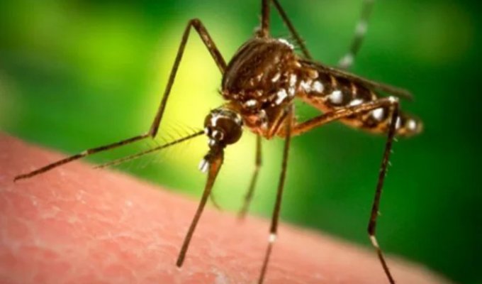 10 Killer Mosquito Repellent Fragrances (11 photos)